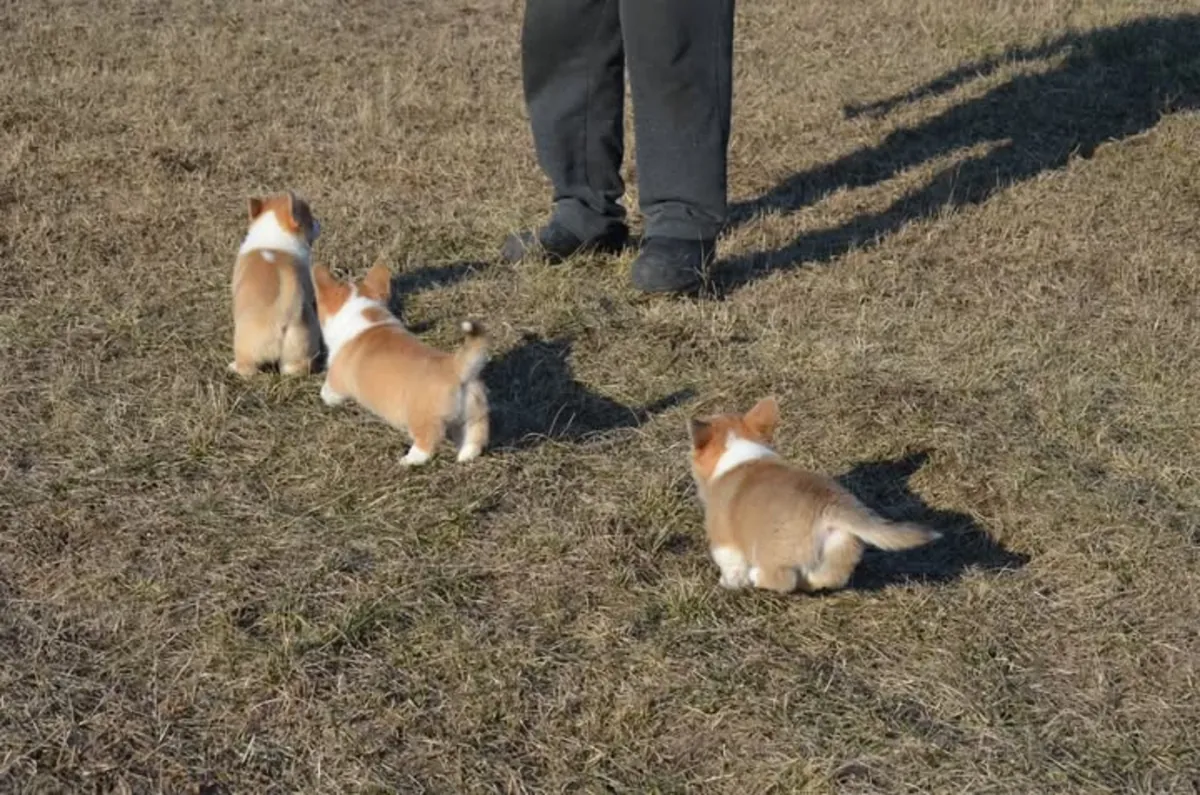 可供出售的美丽威尔士柯基幼犬