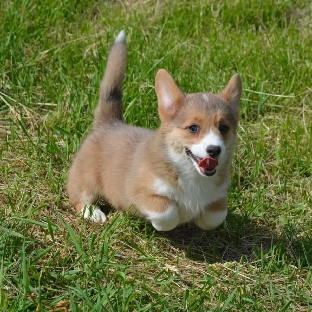 可供出售的美丽威尔士柯基幼犬