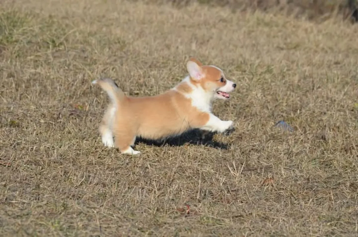 可供出售的美丽威尔士柯基幼犬