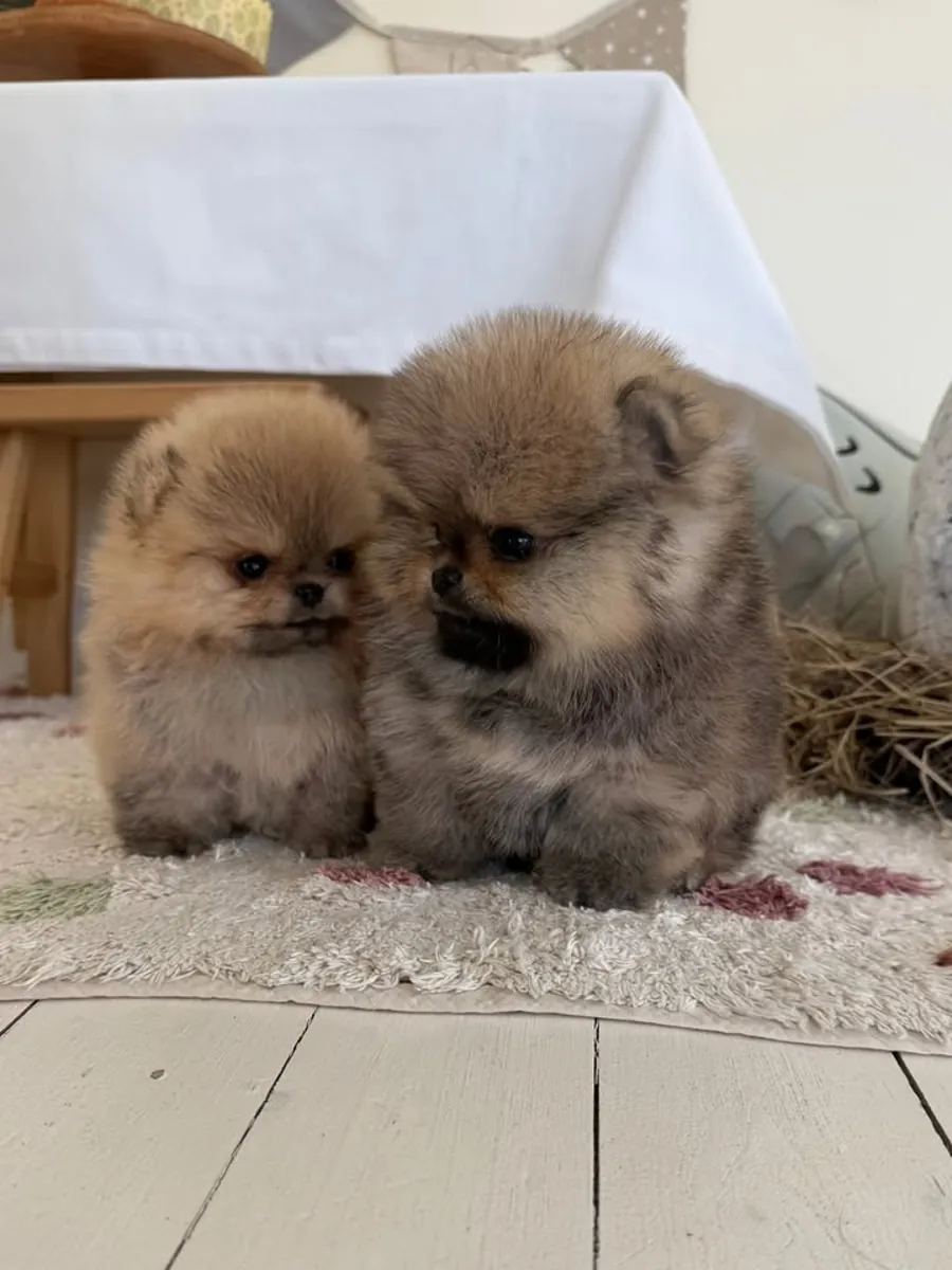 Spitz enano de Pomerania