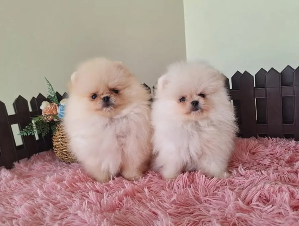 Spitz enano de Pomerania