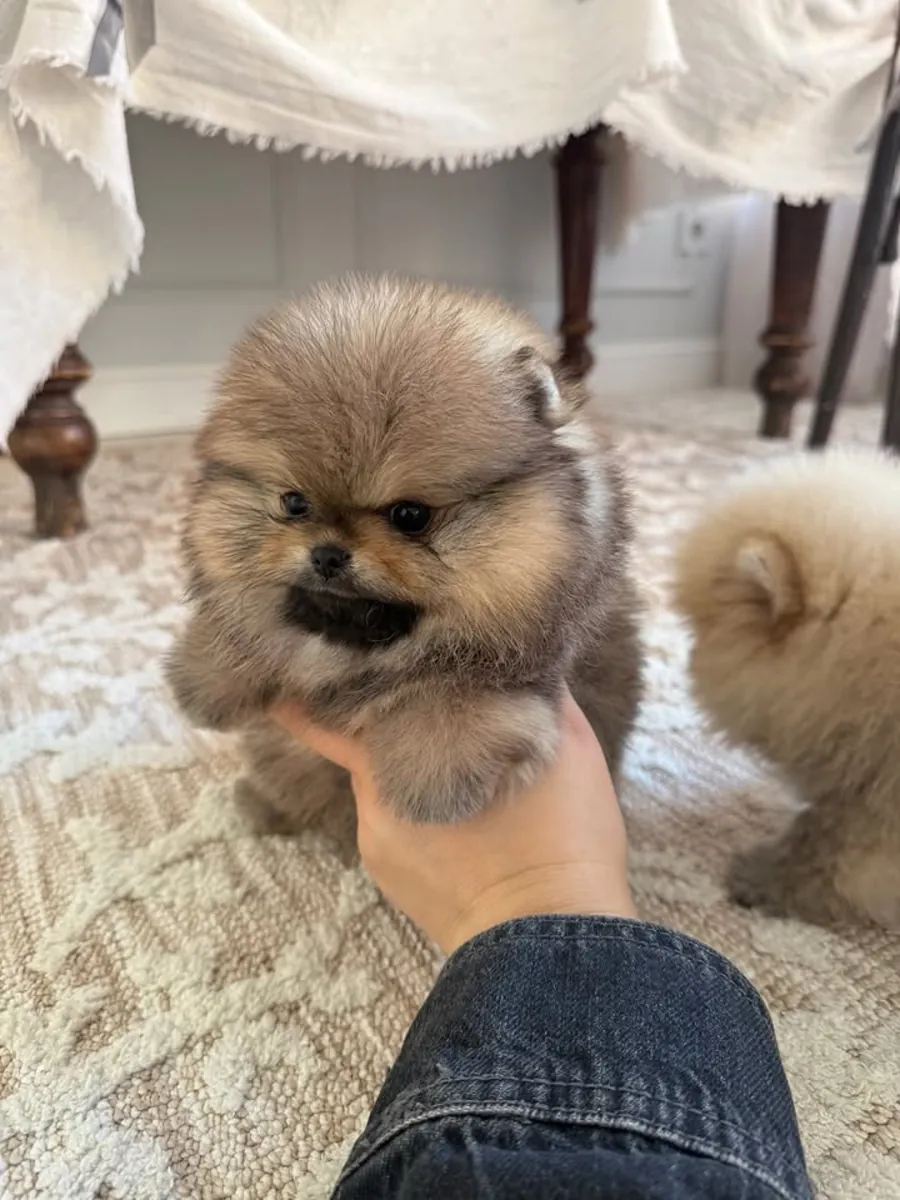Spitz enano de Pomerania