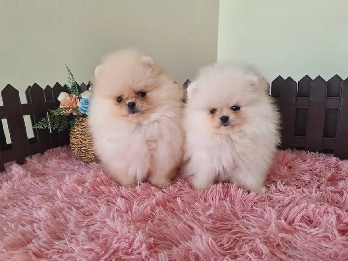 Spitz enano de Pomerania