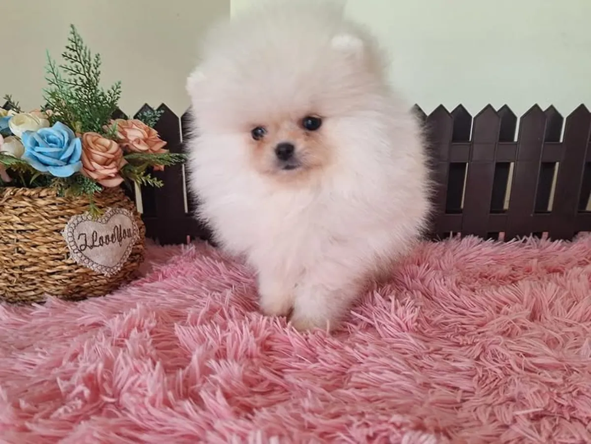 Spitz enano de Pomerania