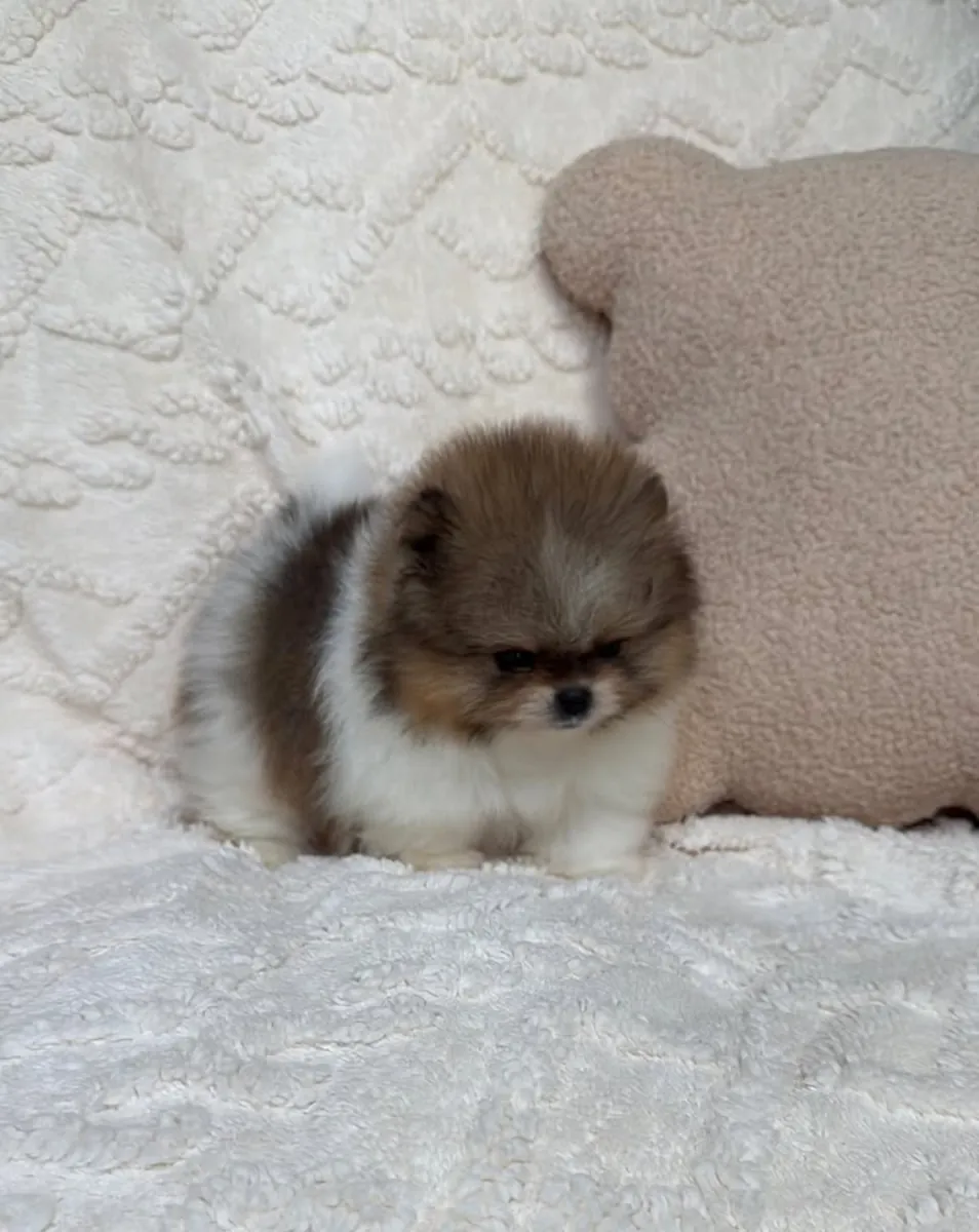 Spitz enano de Pomerania