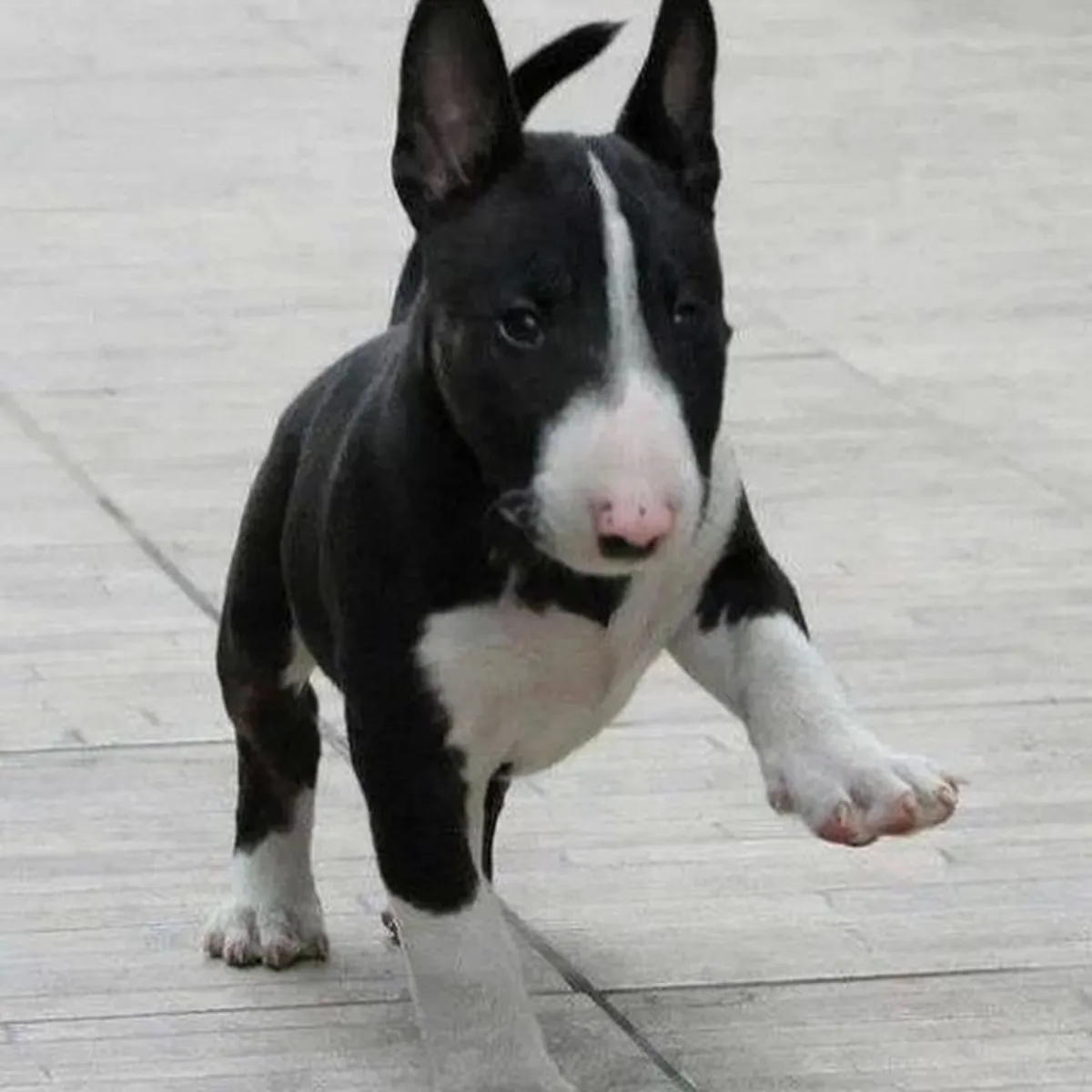 Bull Terrier yavruları