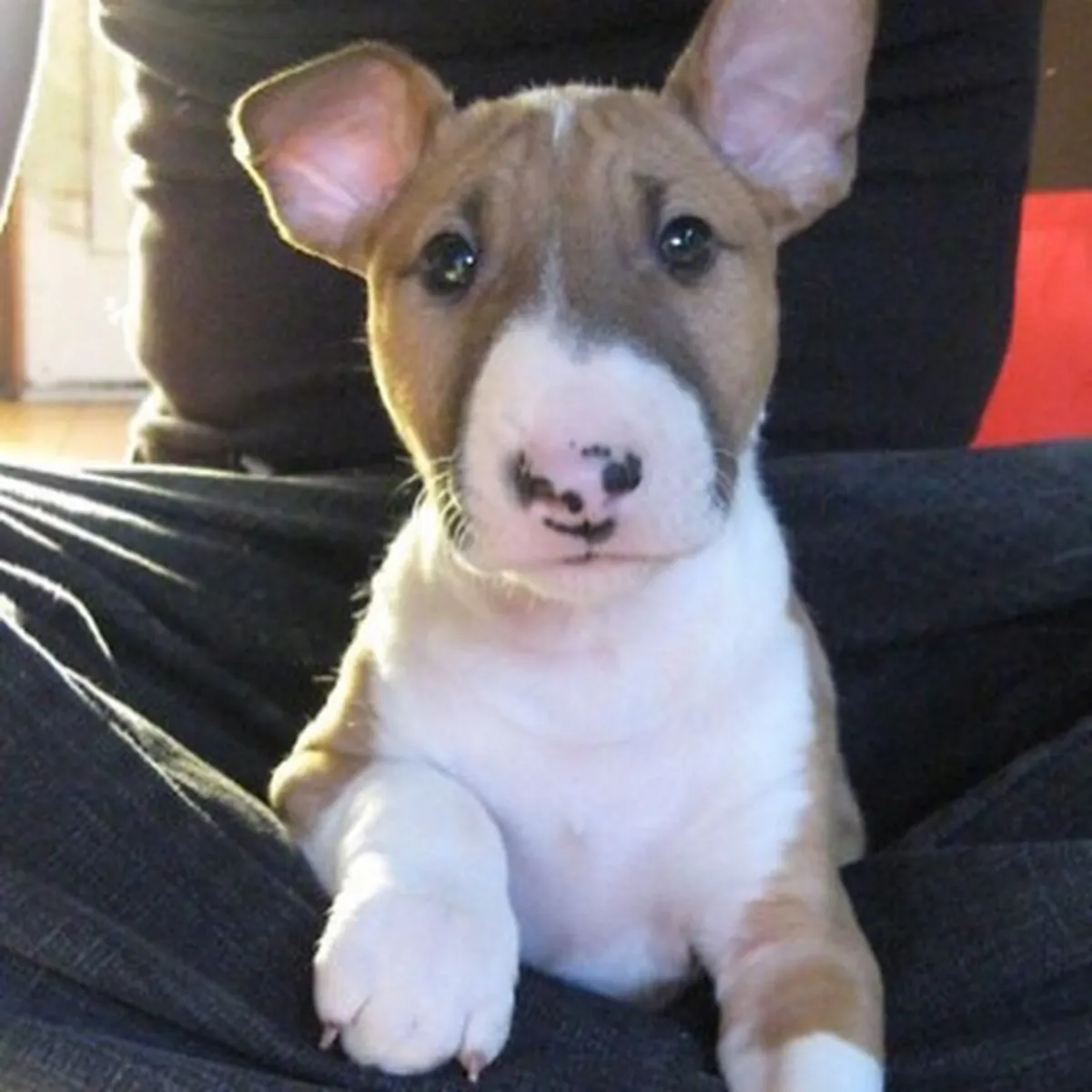 Bull Terrier yavruları