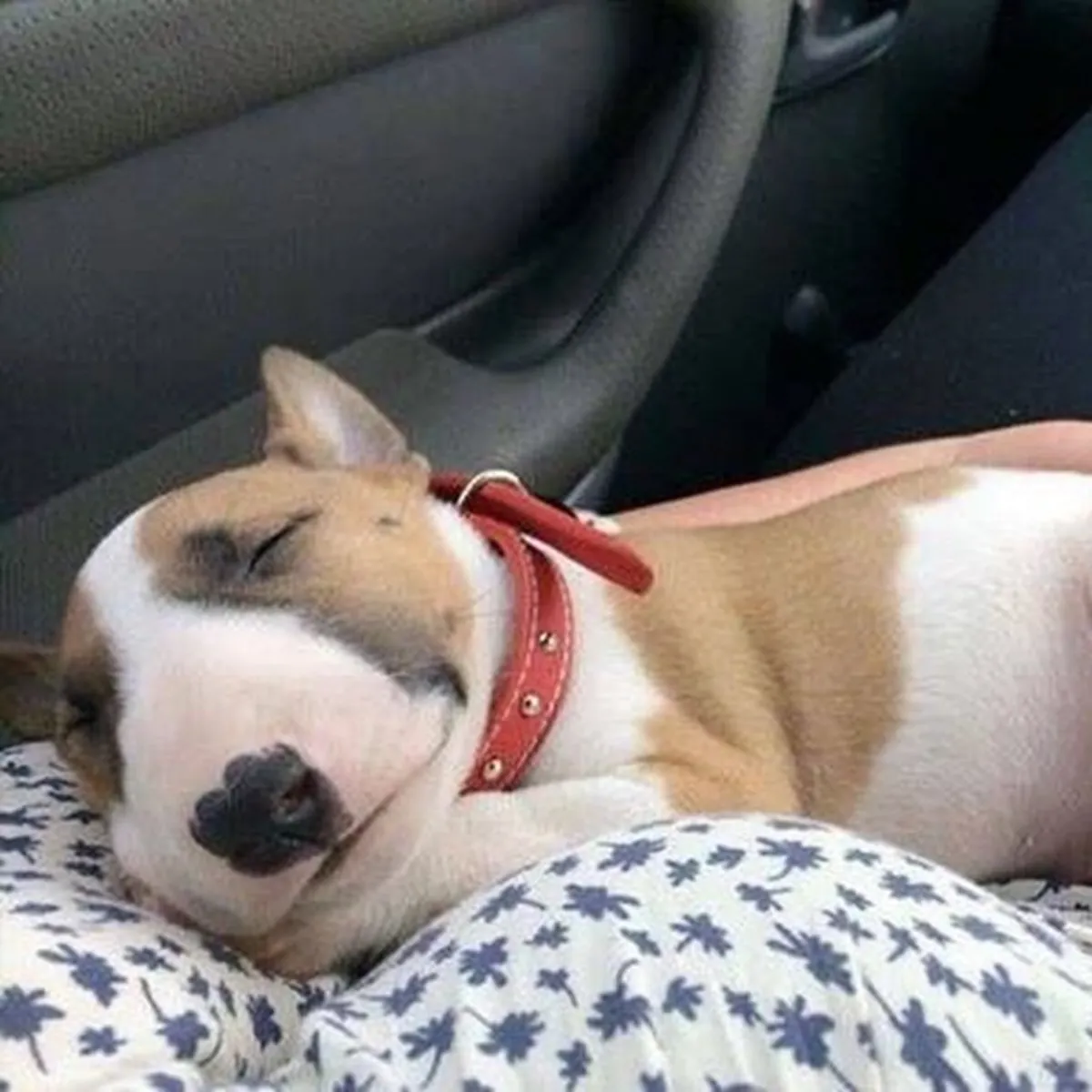 Bull Terrier yavruları