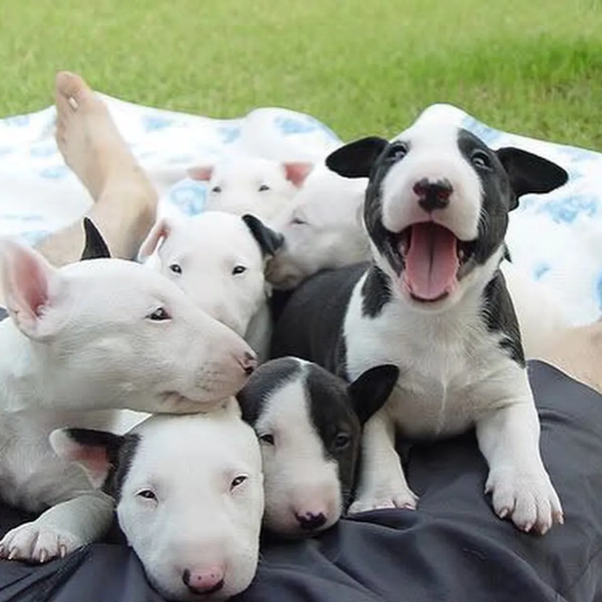 Bull Terrier yavruları