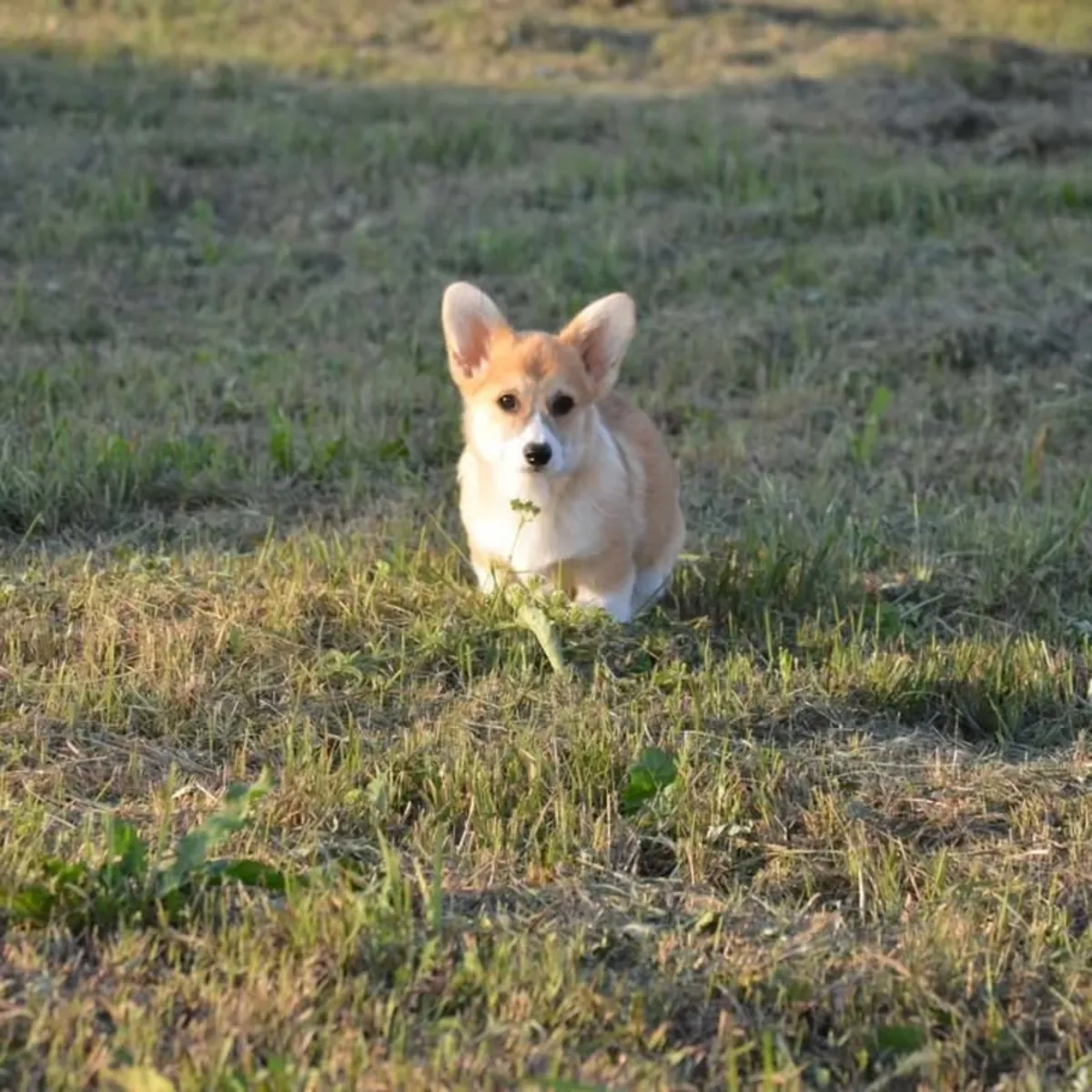 威尔士柯基幼犬