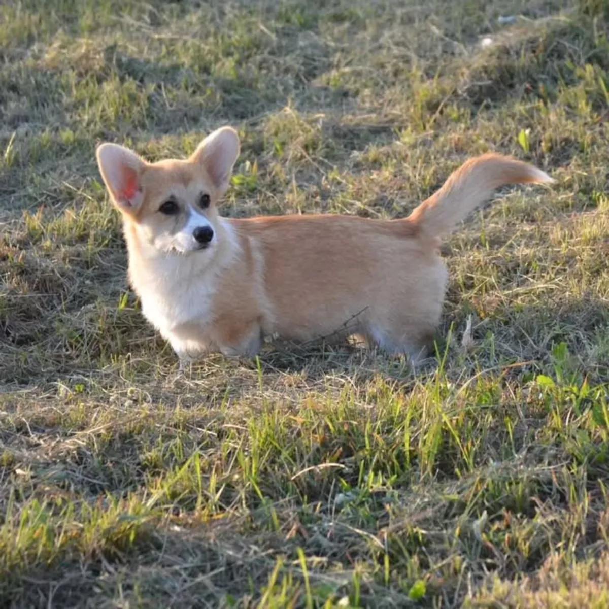 威尔士柯基幼犬