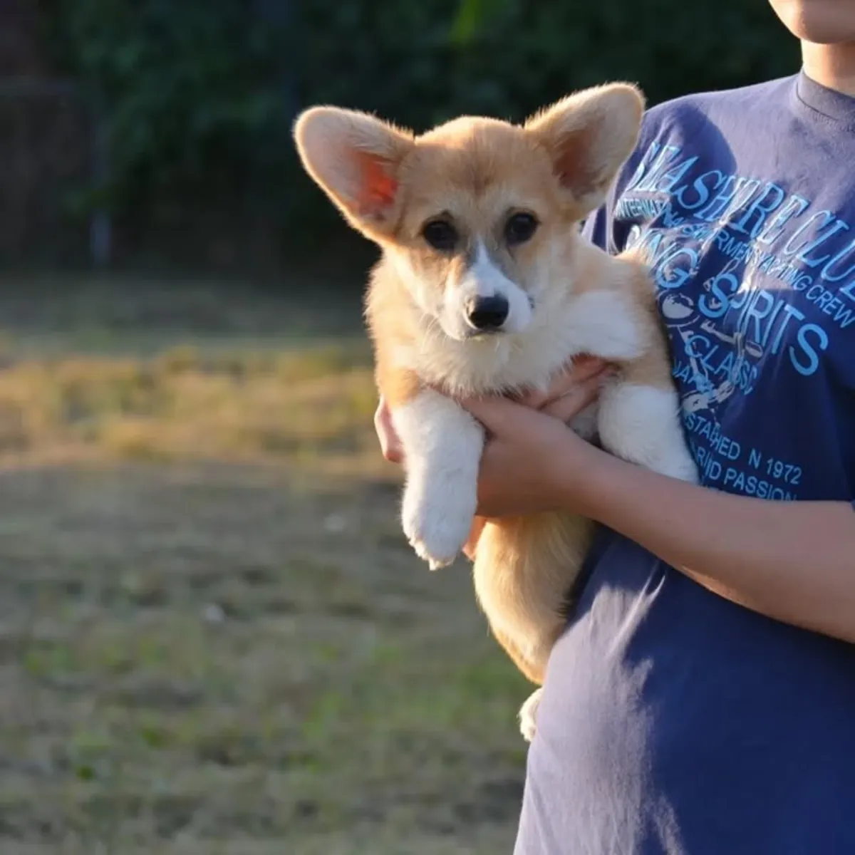 威尔士柯基幼犬