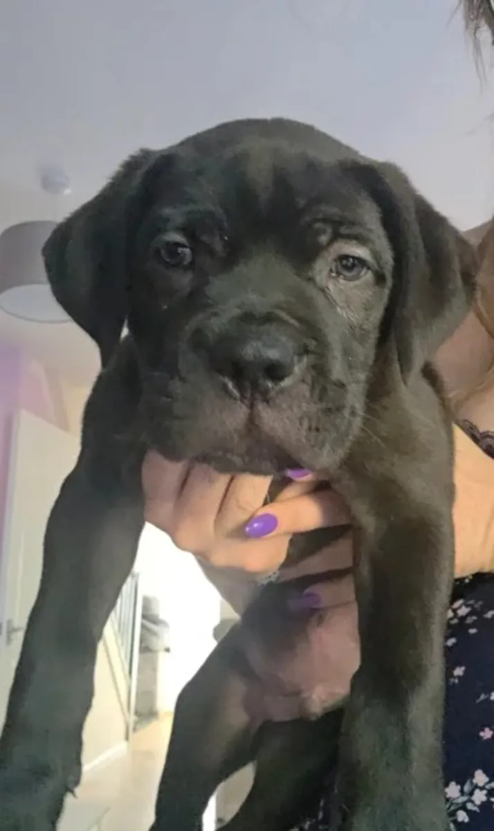 拉布拉多幼犬寻找新家。