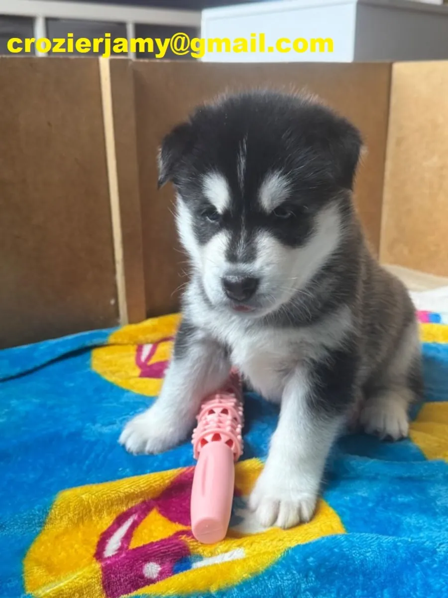 Siberian husky puppies