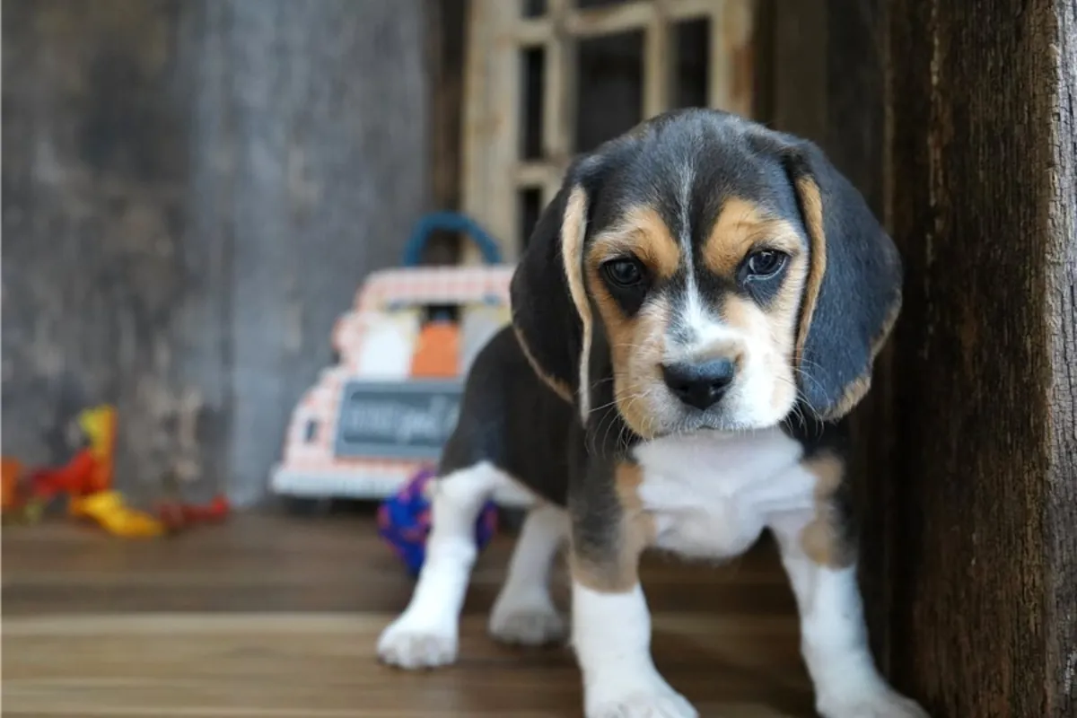 Magnificent Beagle puppies