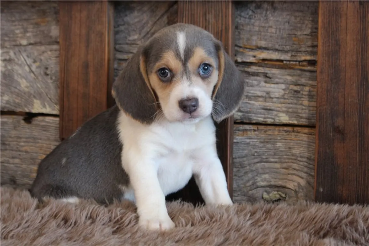 Beagle mâle noir et feu moucheté blanc, inscrit à l'AKC.