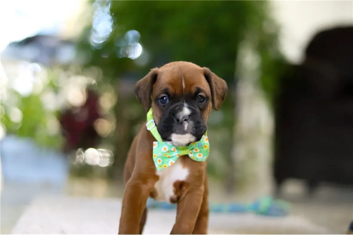 Chiots Boxer AKC à adopter