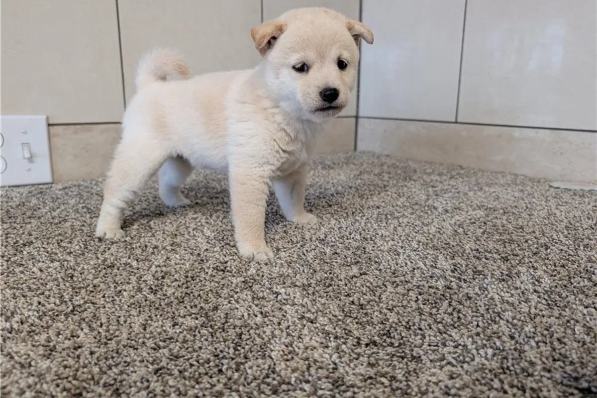Chiots Shiba Inu