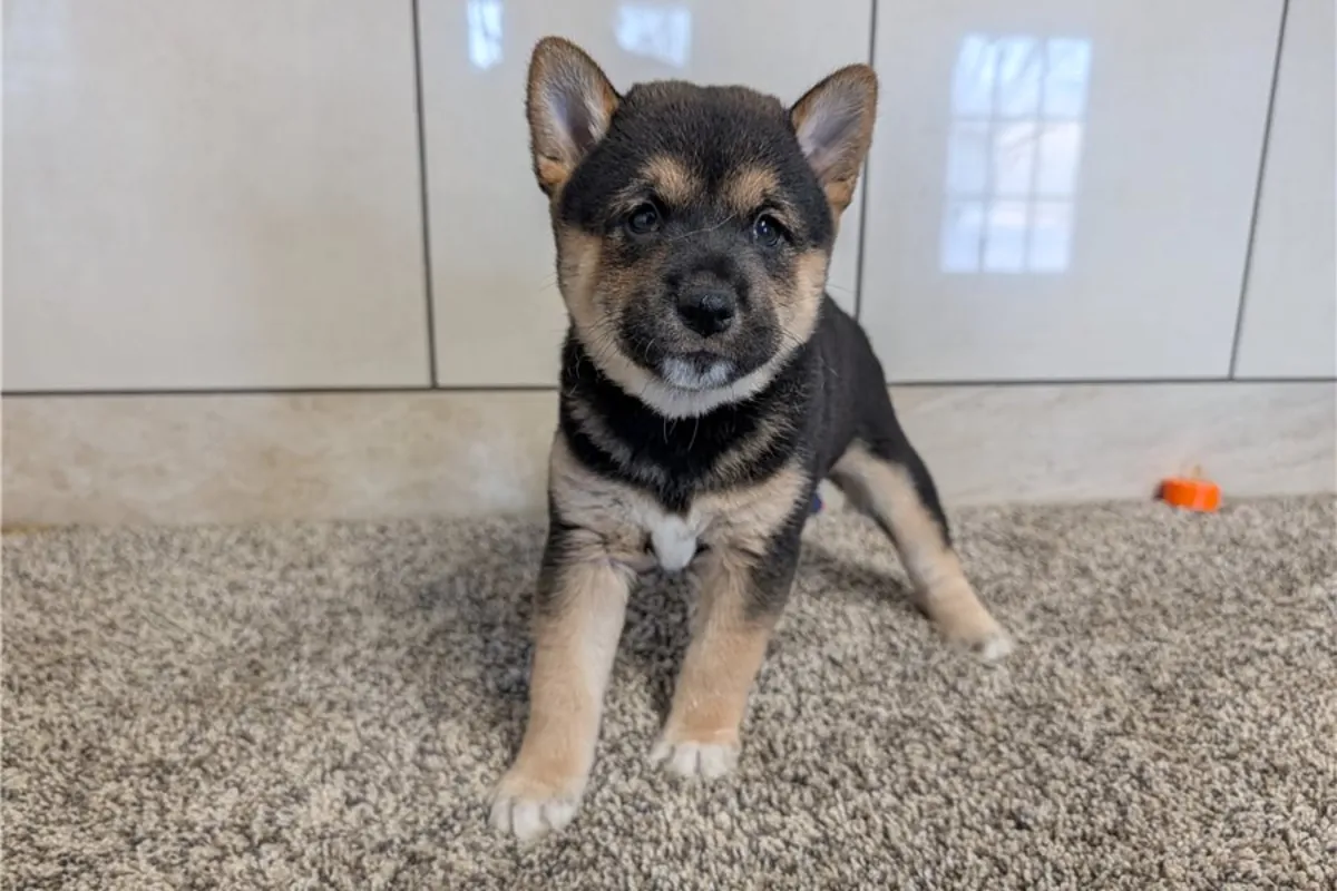 Chiots Shiba Inu AKC à adopter