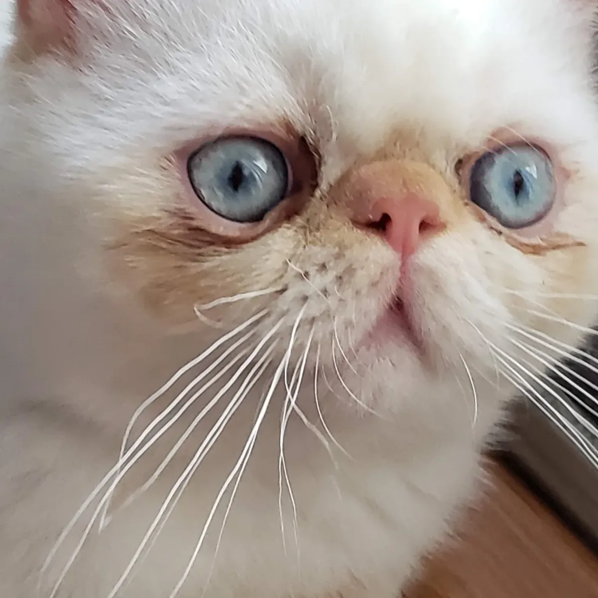Adoption de chats Exotic Shorthair