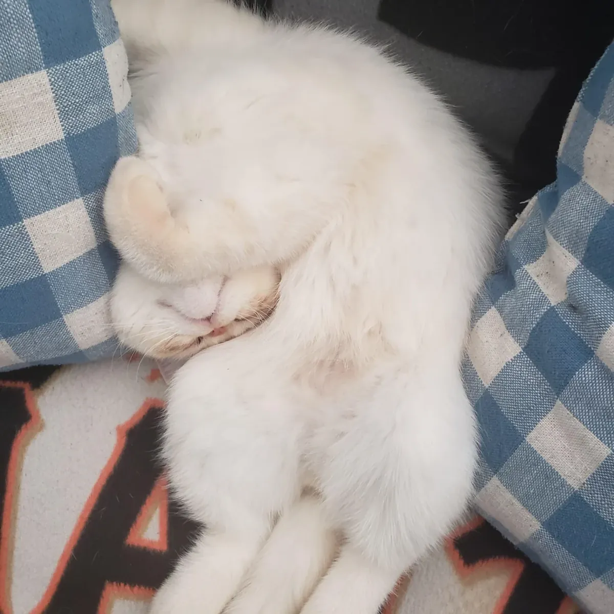 Adoption de chats Exotic Shorthair