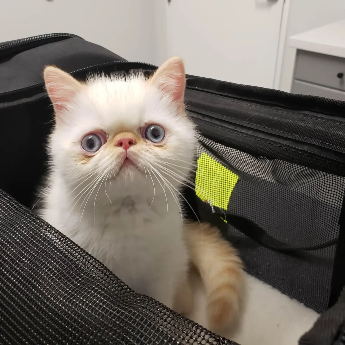 Adoption de chats Exotic Shorthair