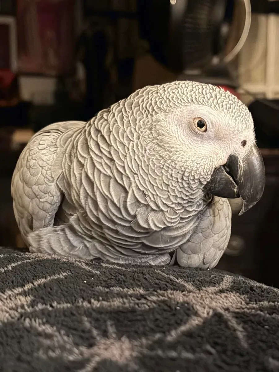 Perroquet gris d'Afrique parlant