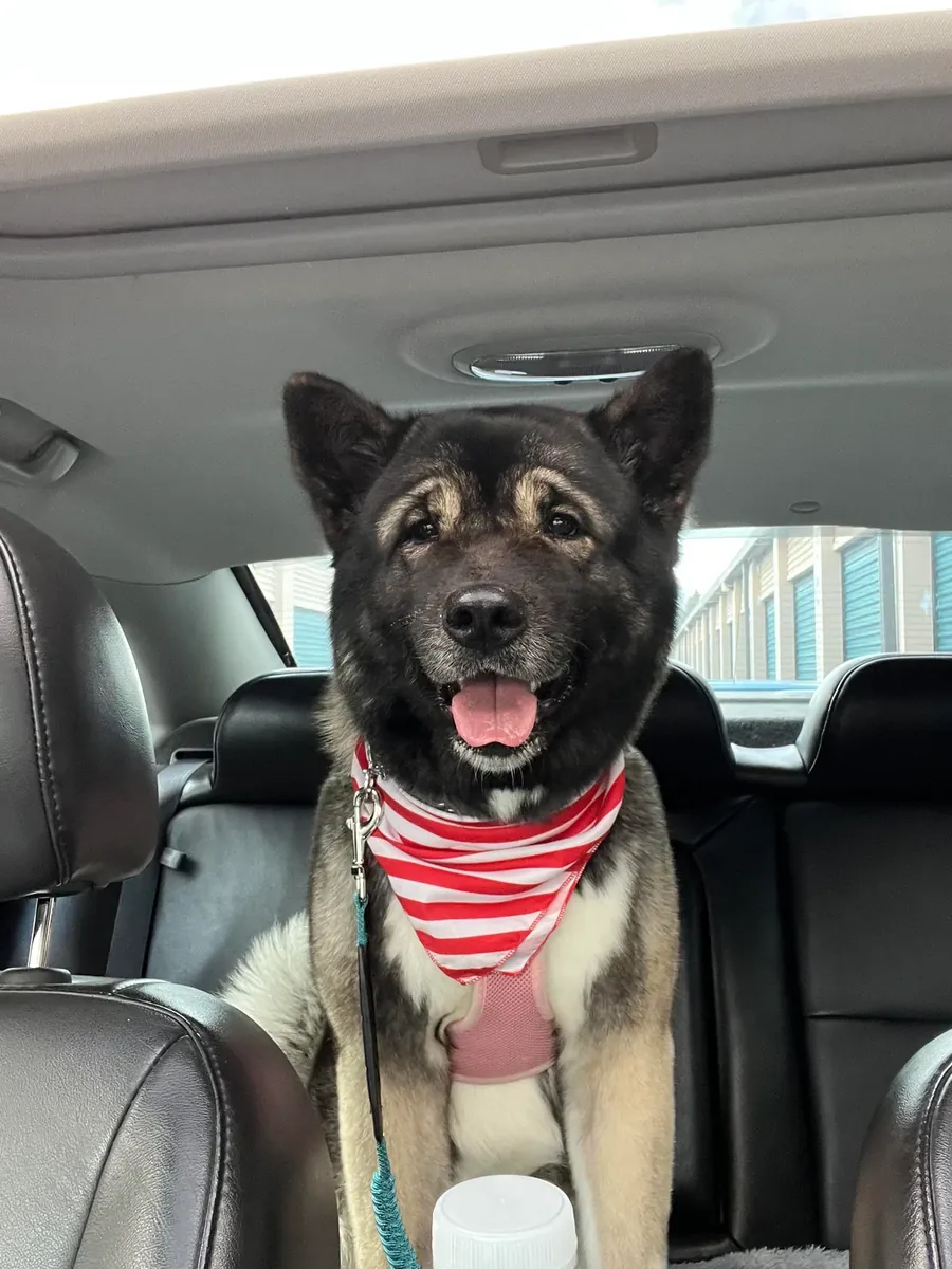Adoption d'Akita