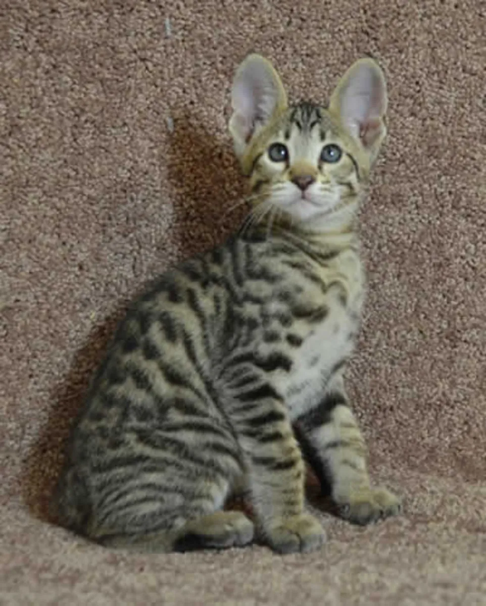 Serval, savannah, and bengal kittens for adoption (breeder)