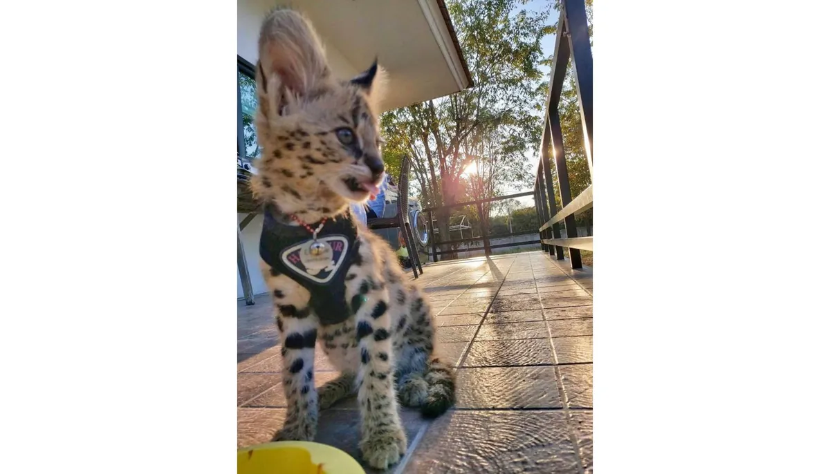 Serval, savannah, and bengal kittens for adoption (breeder)