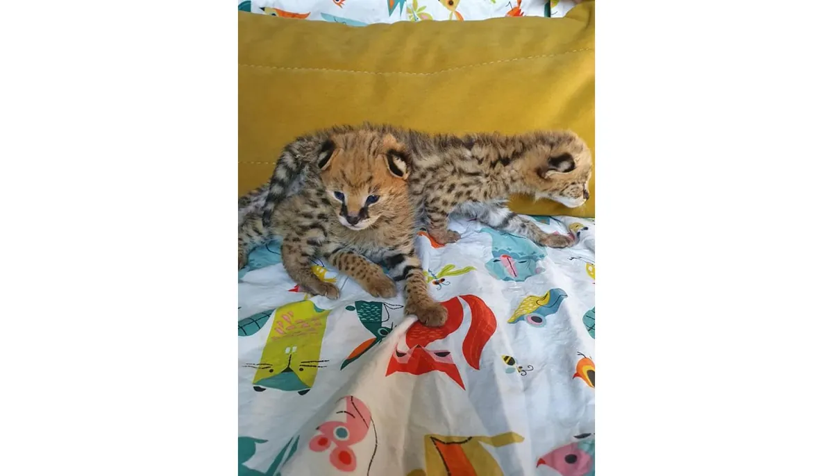 Serval, savannah, and bengal kittens for adoption (breeder)