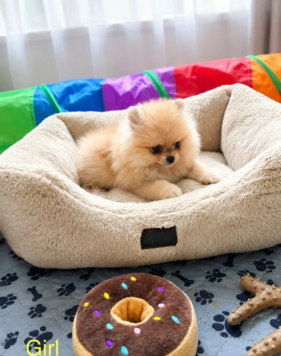 Chiots Pomeranien !