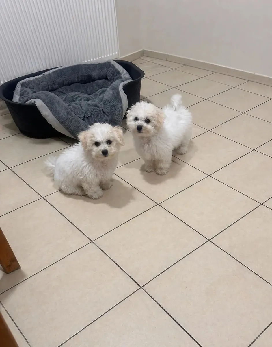 Bichons Puppies