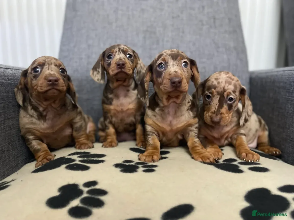 Chiots Teckel