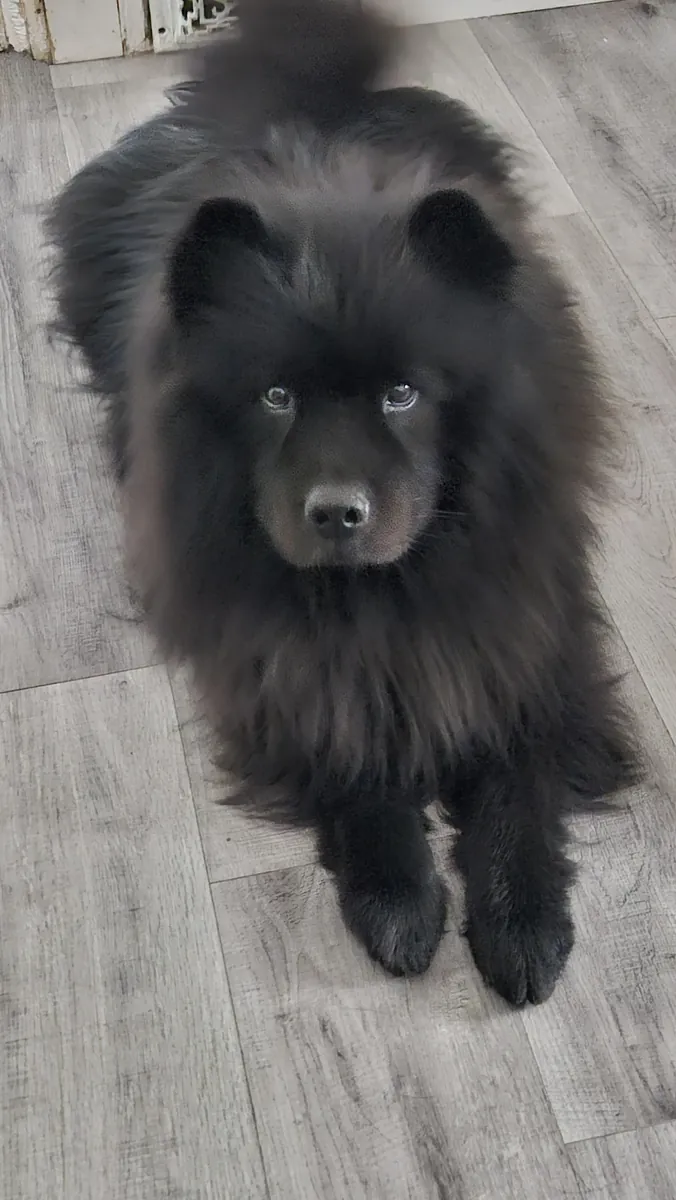 Adopción de Chow Chow