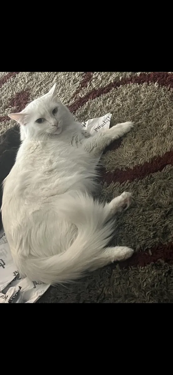 Анкарская кошка будет подарена.