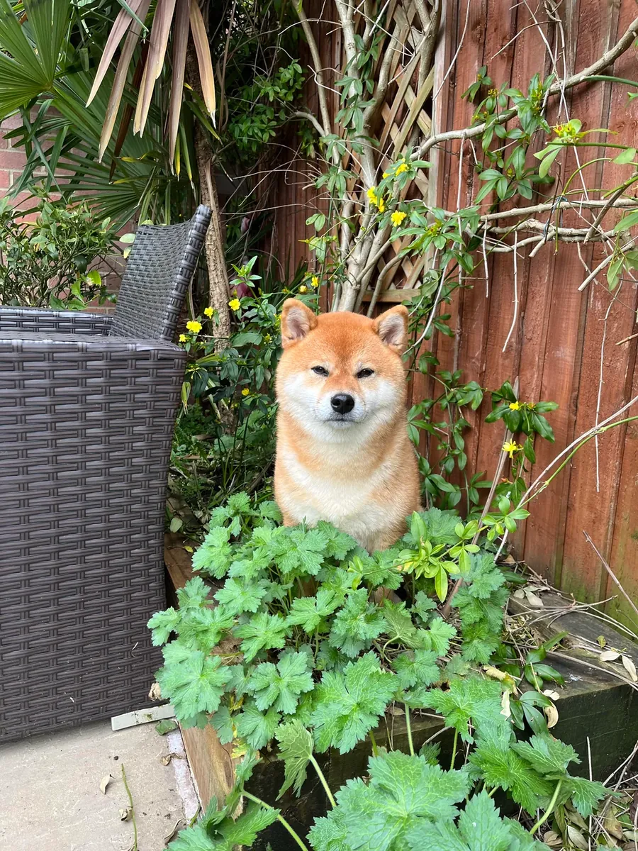 Shiba à adopter