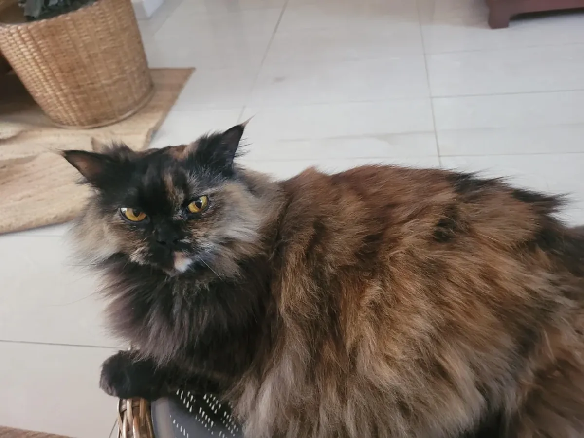 Chat persan à adopter