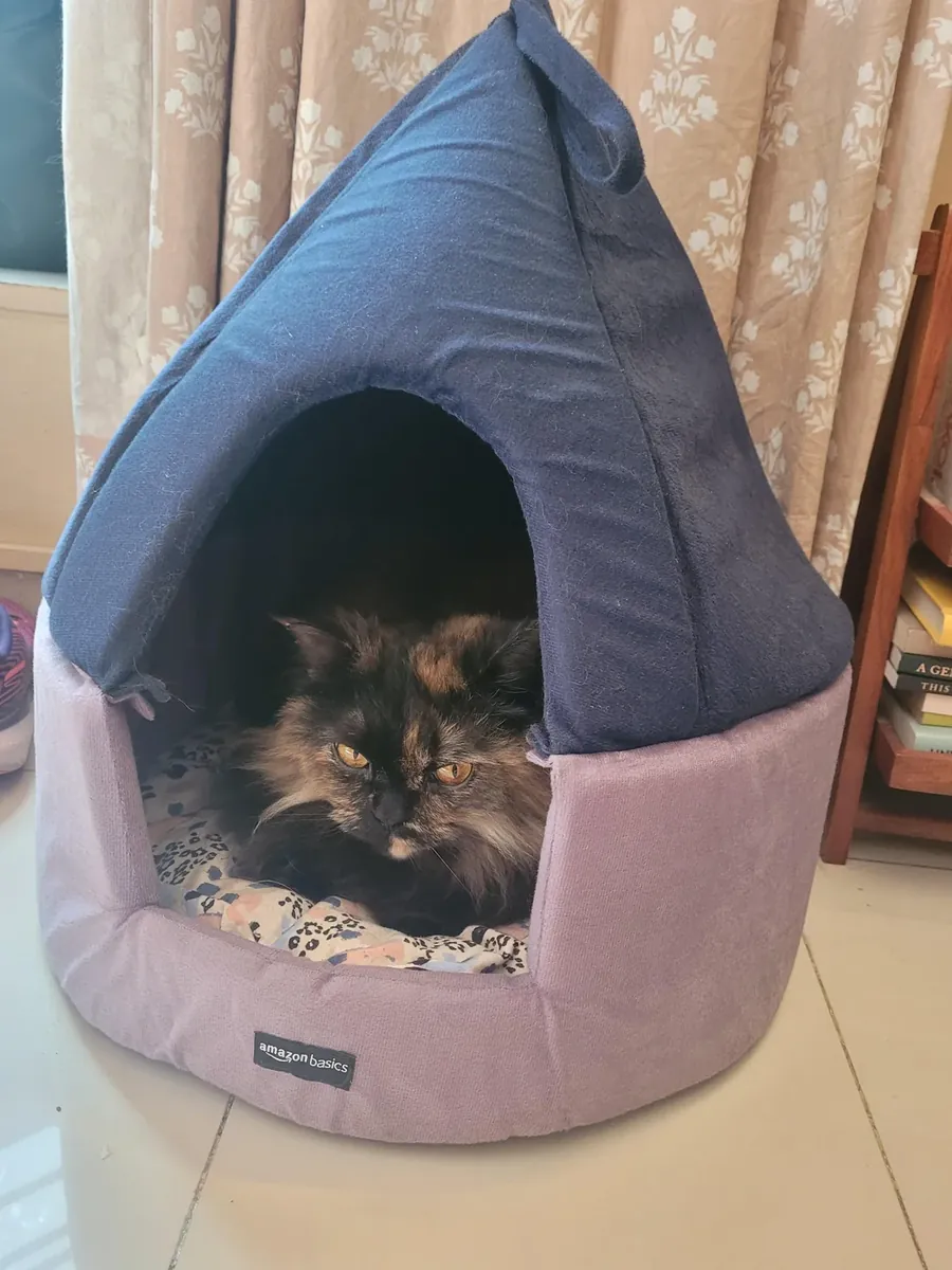 Chat persan à adopter