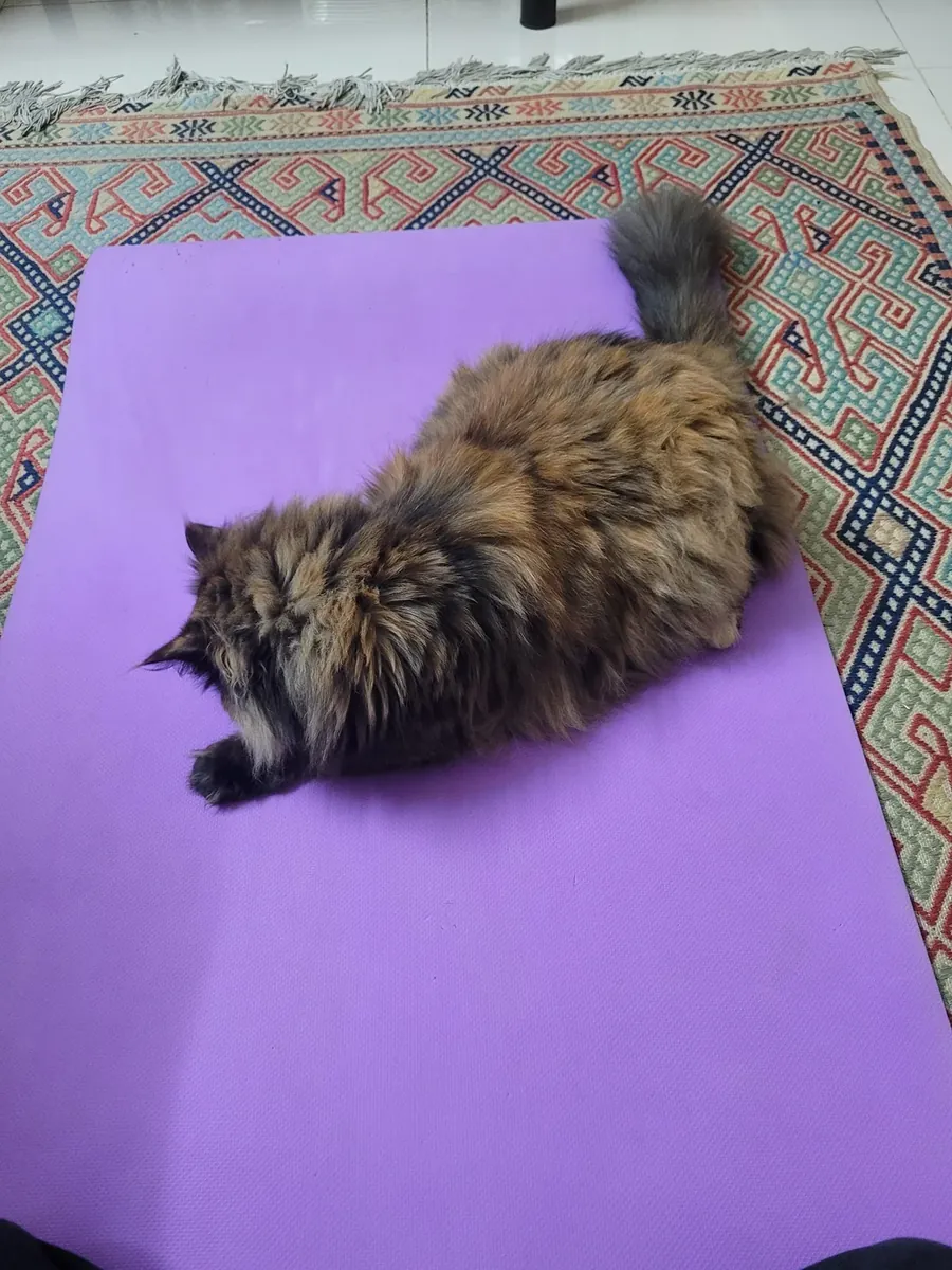 Chat persan à adopter