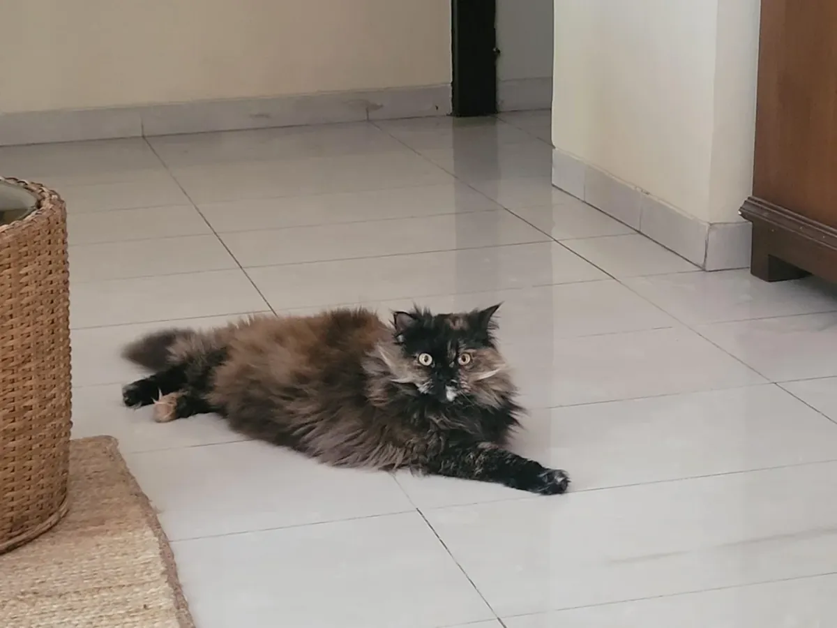 Chat persan à adopter