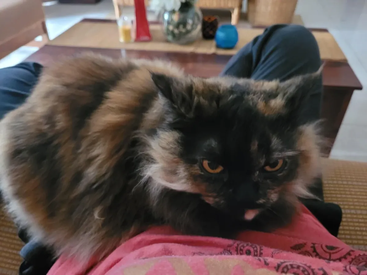 Chat persan à adopter