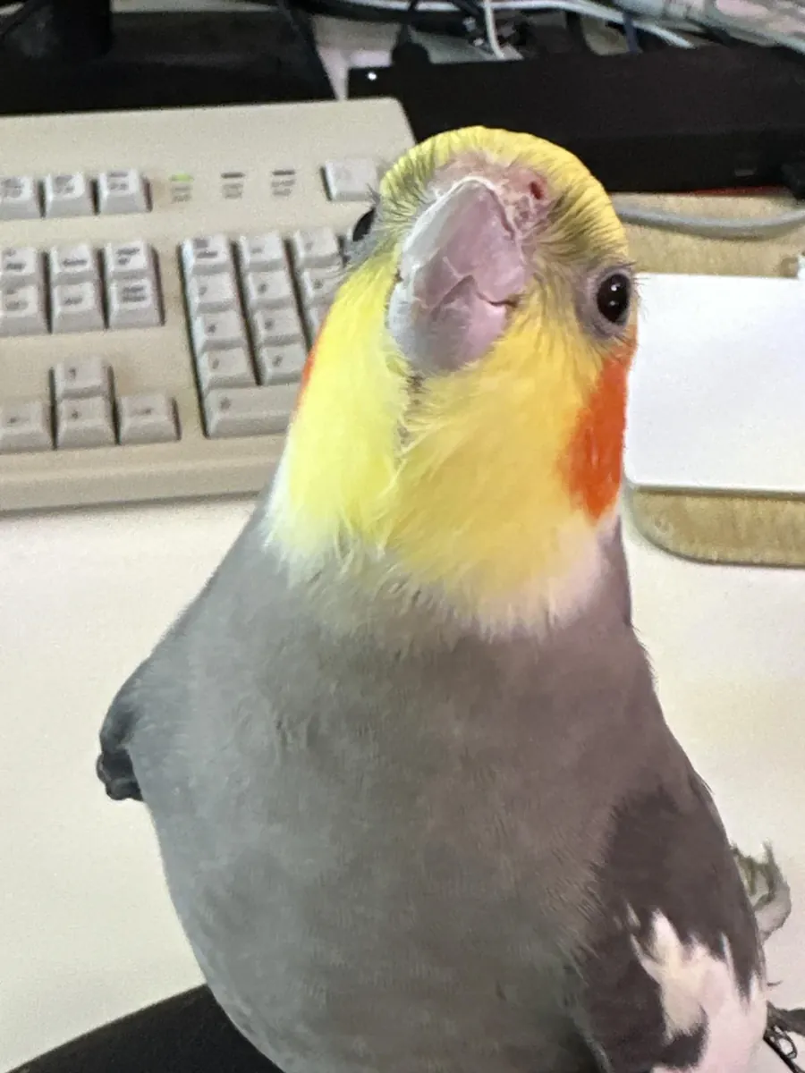 les meilleurs cockatiels que l'on puisse trouver à vendre