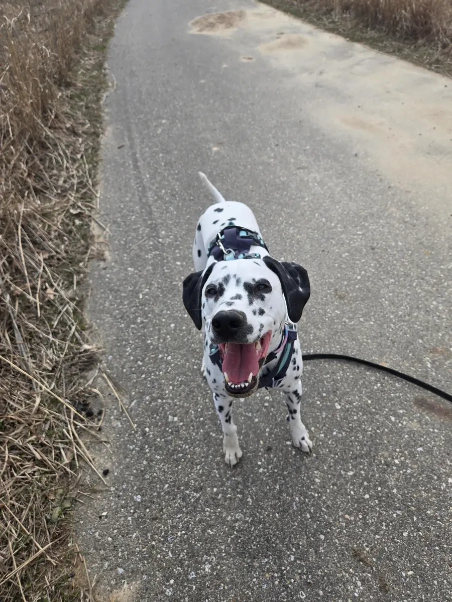 Adoptez un dalmatien !