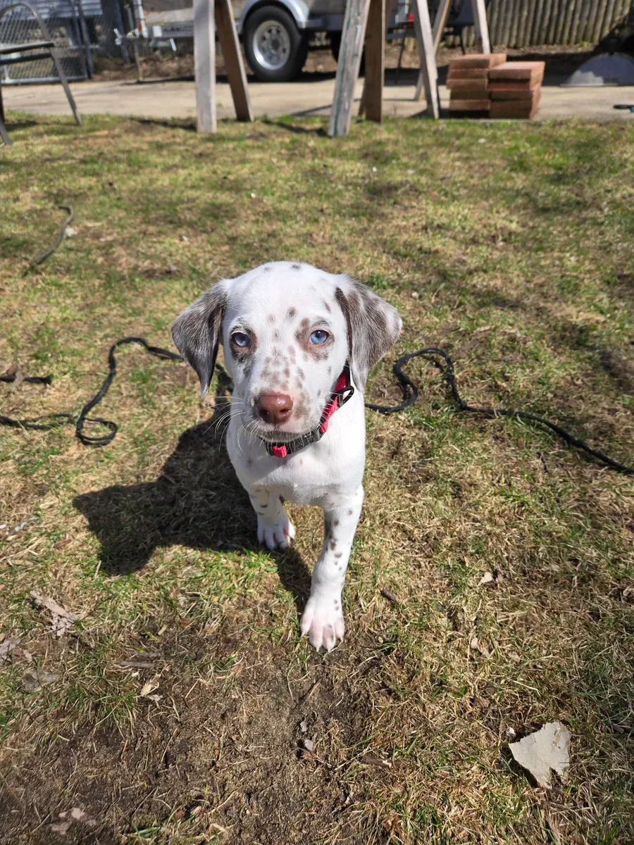 Adoptez un dalmatien !