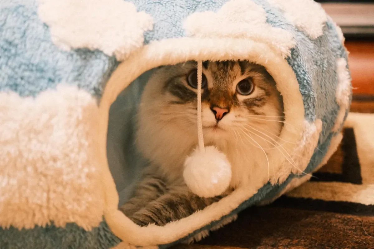 Chat sibérien à adopter