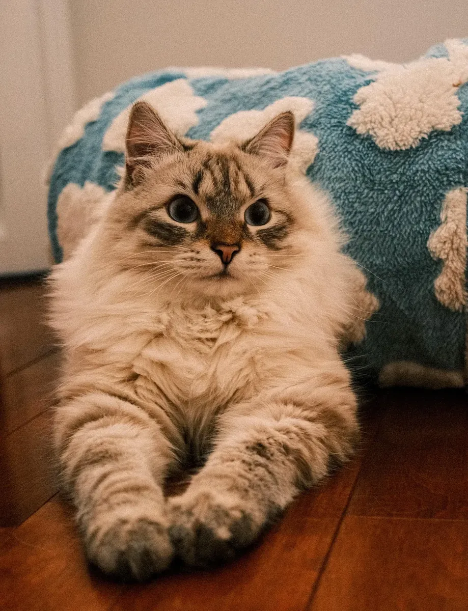 Chat sibérien à adopter