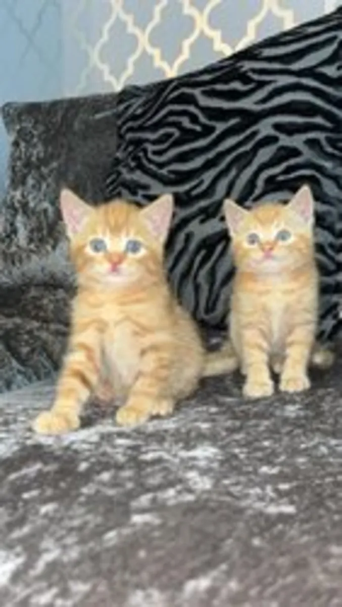 Gatitos Maine Coon de raza pura