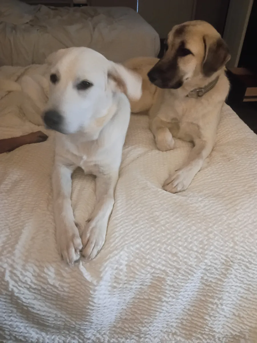 🐾 Cachorros hembras jóvenes de Gran Pirineo buscan hogares para siempre 🐾