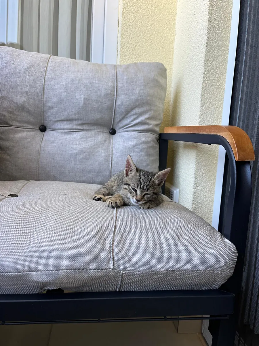 Lindo gatito atigrado